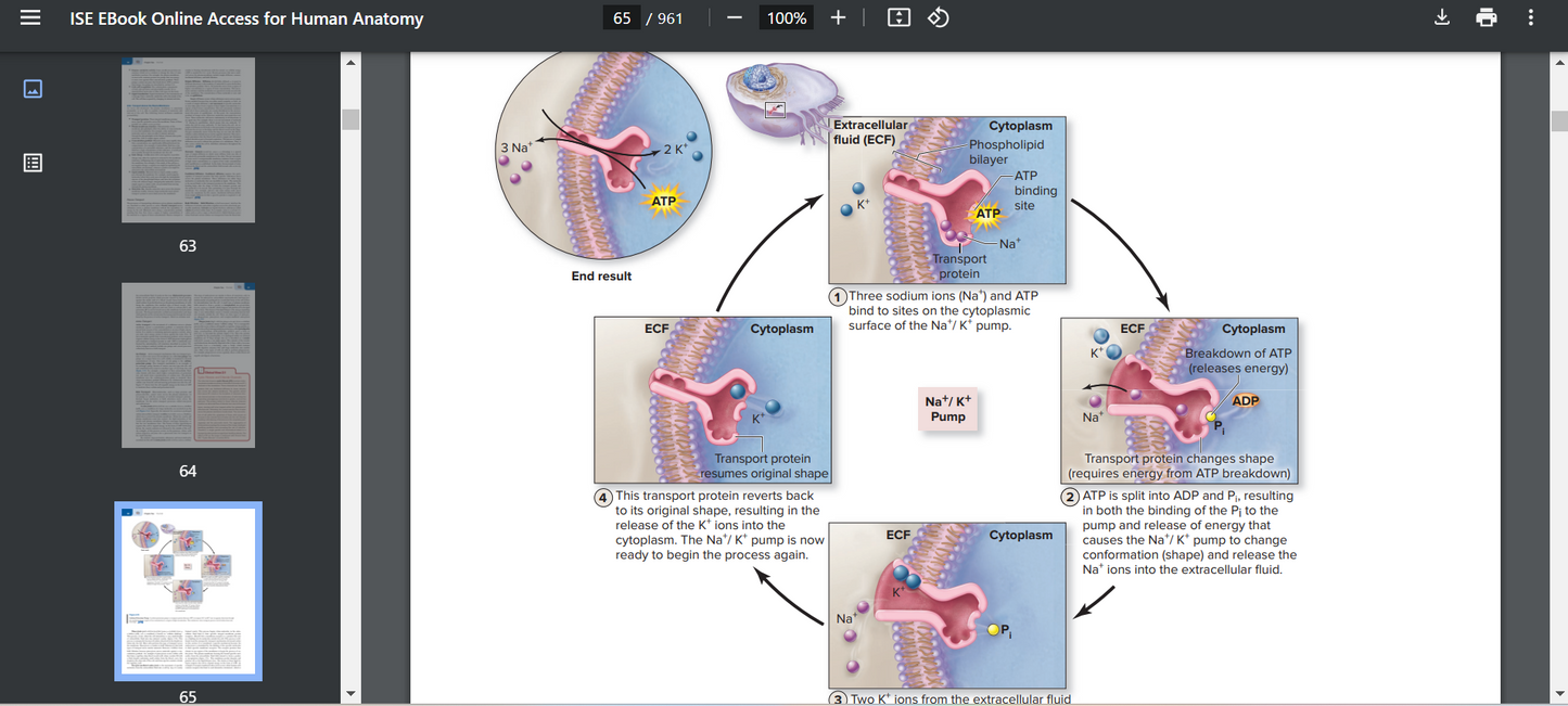 Human Anatomy 6th Edition Searchable PDF